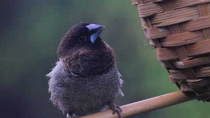 bird sits on a perch near the nest