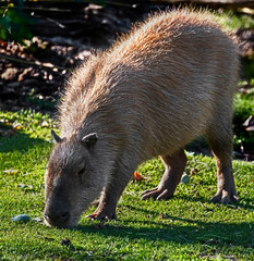 Capybara. Latin name - Hydrochoerus hydrochaeris