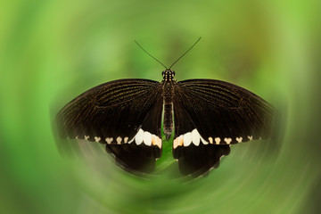 black butterfly and swirls
