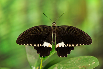 Black butterfly with a white belt sitting on a leaf