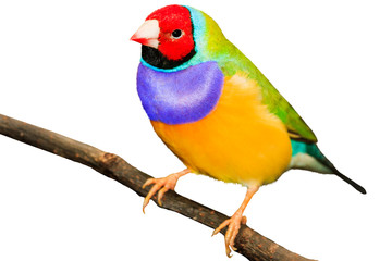 Naklejka na ściany i meble colorful bird on a branch isolated on white background