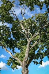 Maple tree with lush green leaves on a sunny day from below in a blue sky background