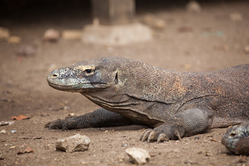 Komodo dragon lying/walking at Komodo Island, Indonesia