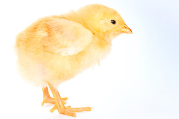 red chicken on white background