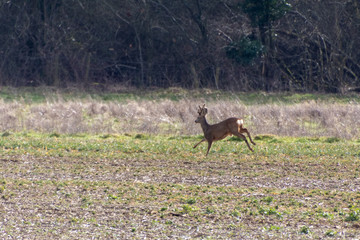 Obraz na płótnie Canvas Red Deer (Cervus elaphus) in a field near East Grinstead