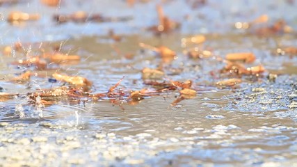 snow melts in the sun and drops on the asphalt