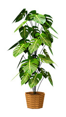 3D Rendering Monstera Plant on White