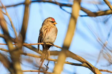 spring bird Redpoll on a branch