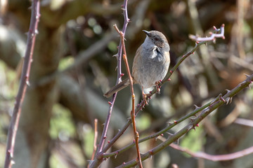 Hedge Accentor (Dunnock) in a hedge in Sussex