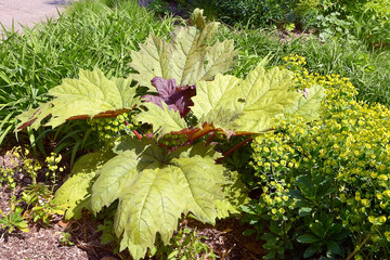 Rhubarb with its large leaves and Euphorbia characias