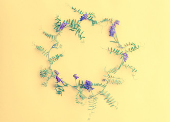 Summer lilac wild flowers on yellow background. Springtime flora