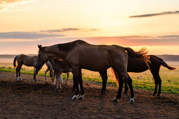 Fototapeta na wymiar horses on the field graze at dawn