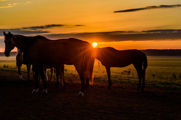 Fototapeta na wymiar horses on the field graze at dawn