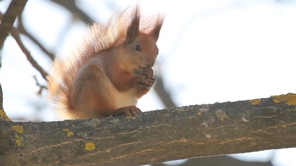 squirrel sits on a branch and gnaws a nut in the sun