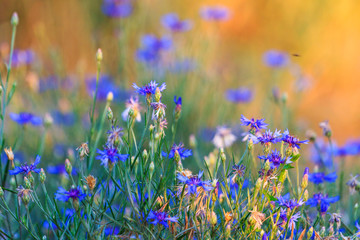 spring blue flowers at sunset