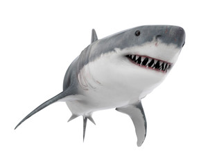 Fototapeta premium Great White Shark Isolated
