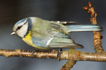 Blue tit (Parus caeruleus). Martial attitude. East Moravia. Europe.