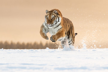Amazing Siberian Tiger female on sunny winter day. Gorgeous, dangerous and endangered animal. Powerful, majestic and beautiful predator. In its own environment, cold winter, snow, trees. © janstria