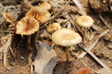 Organic fresh mushrooms with nature in garden