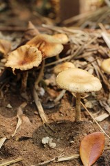 Organic fresh mushrooms with nature in garden