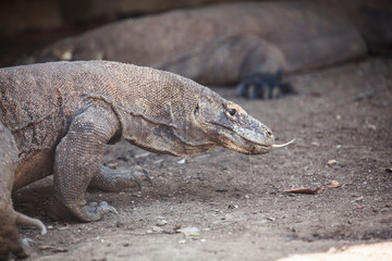 Komodo dragon lying/walking at Komodo Island, Indonesia