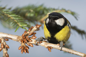  Great tit (Parus major) on a branch. East Moravia. Europe.
