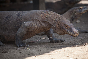 Komodo dragon lying/walking at Komodo Island, Indonesia