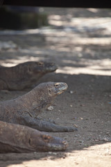 Komodo dragon lying/walking at Komodo Island, Indonesia