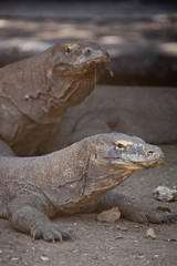 Komodo dragon lying/walking at Komodo Island, Indonesia