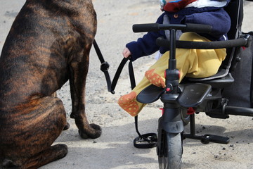 chien et bébé : cane corso