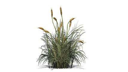 Cattail in rough grass with shadow on the floor - isolated on white background