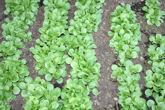 Feldsalat, Blattsalat, Salatpflanzen, Salatfeld