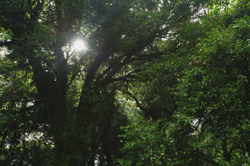 sunlight throught green moss on nature tree of greenery rainforest jungle