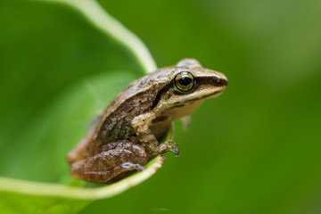 The frog in the jungle