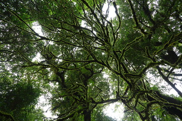 Obraz premium sunlight throught green moss on nature tree of greenery rainforest jungle