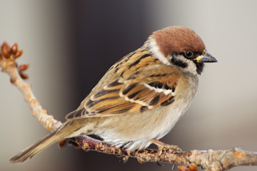 Tree sparrowd on the branch. East Moravia. Europe.