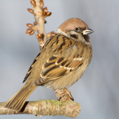 Tree sparrow on the branch. East Moravia. Europe.