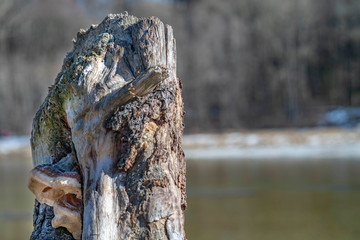 Old tree stump rotting away with a toadstool growing on the side.