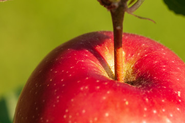 Apple on a sunny day on a tree