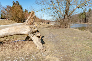 Fototapeta na wymiar Old tree stump lies on the ground rotting away.