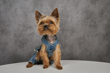 Yorkshire Terrier close-up on a concrete background