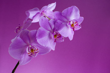 Fototapeta na wymiar Blooming purple orchid in drops of dew