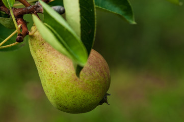 Pear on a tree in fruit garden