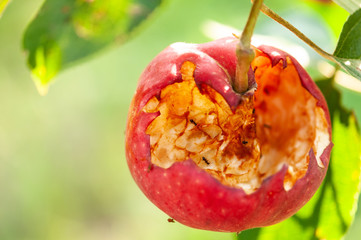 Rotten apple on a sunny day in fruit garden