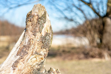 Old tree stump lies on the ground rotting away.
