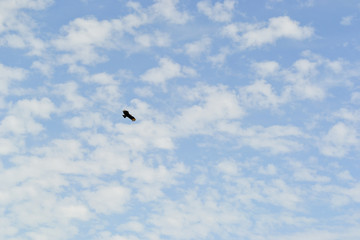 A lonely wild bird flying in the sky