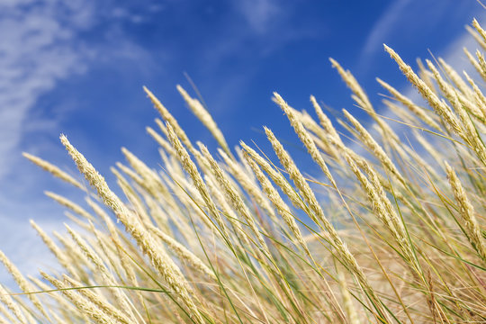 Agrostis capillaris (common bent) growing on Parnidis sand dune - popular tourist point in Lithuania. Located in Nida, in Curonian Spit land strip between curonian lagoon and baltic sea. Unesco site