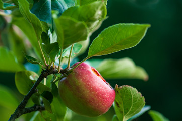 Rotten apple on a sunny day in fruit garden