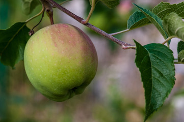 Unripe apple on a tree