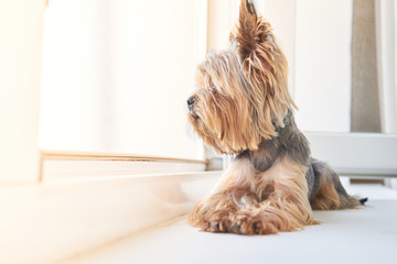 A Yorkshire Terrier dog looks out the window 
